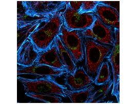 Anti-Chicken IgY (H+L), CF(TM) 488A antibody produced in rabbit~2 mg/mL, affinity isolated antibody 250UL