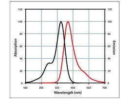 Anti-Rabbit IgG (H+L), CF(TM) 568 antibody produced in goat~2 mg/mL, affinity isolated antibody 250UL