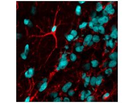Anti-Mouse IgG (H+L), highly cross-adsorbed, CF(TM) 594 antibody produced in donkey~2 mg/mL, affinity isolated antibody