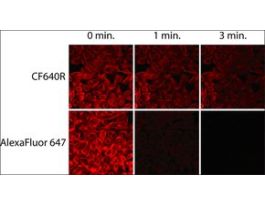 Anti-Rabbit IgG (H+L), CF(TM) 640R antibody produced in goat~2 mg/mL, affinity isolated antibody 50UL