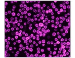 Anti-Rabbit IgG (H+L), CF(TM) 660C antibody produced in goat~2 mg/mL, affinity isolated antibody 250UL