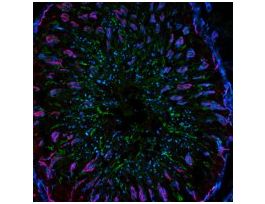 Anti-Mouse IgG1 (gamma1), CF(TM)488A antibody produced in goat~2 mg/mL, affinity isolated antibody, buffered aqueous solution