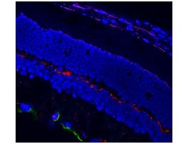 Anti-Mouse IgG2b (gamma2b), CF(TM)568 antibody produced in goat~2 mg/mL, affinity isolated antibody, buffered aqueous solution