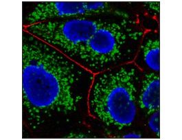 Anti-Mouse IgG1 (gamma1), CF(TM)647 antibody produced in goat~2 mg/mL, affinity isolated antibody, buffered aqueous solution