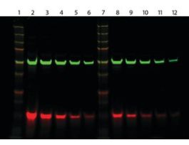 Monoclonal Anti-6X His IgG, CF(TM)770 antibody produced in mouse~2 mg/mL, clone 33D10.D2.G8, affinity isolated antibody, buffered aqueous solution