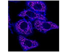 Anti-Rabbit IgG (H+L), F(ab')2 fragment, CF(TM)640R antibody produced in goat~2 mg/mL, affinity isolated antibody, buffered aqueous solution