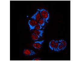 Anti-Mouse IgG2b (gamma2b), CF(TM)405S antibody produced in goat~2 mg/mL, affinity isolated antibody, buffered aqueous solution