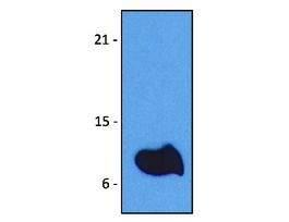 Monoclonal Anti-B2M antibody produced in mouseclone B2M-01, purified immunoglobulin, buffered aqueous solution