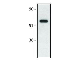 Monoclonal Anti-CD4 , (N-terminal) antibody produced in mouseclone MEM-241, purified immunoglobulin, buffered aqueous solution