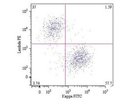 Monoclonal Anti-Kappa light chains-FITC antibody produced in mouseclone A8B5, purified immunoglobulin, buffered aqueous solution