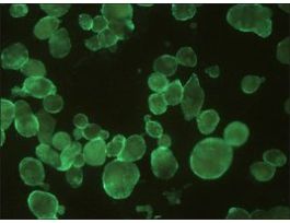Monoclonal Anti-HSV1 + HSV2 gB antibody produced in mouseclone T111, purified immunoglobulin, buffered aqueous solution