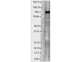 Monoclonal Anti-DLG3 antibody produced in mouseclone S19-2, 1 mg/mL, purified immunoglobulin