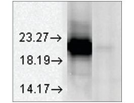 Monoclonal Anti-CRYAA antibody produced in mouseclone 1H3.B8, 1 mg/mL, purified immunoglobulin