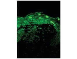 Monoclonal Anti-CACNA1D antibody produced in mouseclone S48A-9, 1 mg/mL, purified immunoglobulin