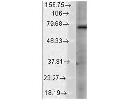 Monoclonal Anti-TRPV3 antibody produced in mouseclone S59-20, 1 mg/mL, purified immunoglobulin