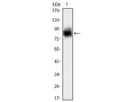 Monoclonal Anti-KLHL21 antibody produced in mouseclone 2H4, ascites fluid, buffered aqueous solution
