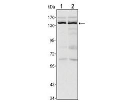 Monoclonal Anti-KDM3A antibody produced in mouseclone 2E1, ascites fluid, buffered aqueous solution