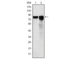 Monoclonal Anti-GYS1 antibody produced in mouseclone 3A7, ascites fluid, buffered aqueous solution