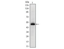 Monoclonal Anti-EPHA10 antibody produced in mouseclone 2E8, ascites fluid, buffered aqueous solution