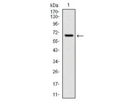 Monoclonal Anti-CYP1A1 antibody produced in mouseclone 6G5, purified immunoglobulin, buffered aqueous solution