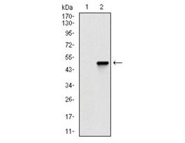 Monoclonal Anti-COTL1 antibody produced in mouseclone 5C8, purified immunoglobulin, buffered aqueous solution