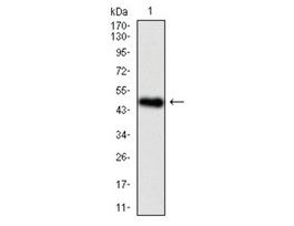 Monoclonal Anti-BPIFA2 antibody produced in mouseclone 5B2, ascites fluid, buffered aqueous solution