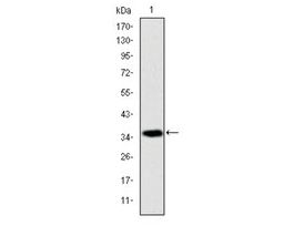 Monoclonal Anti-AIFM1 antibody produced in mouseclone 4E7, ascites fluid, buffered aqueous solution