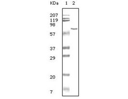 Monoclonal Anti-BSA antibody produced in mouseclone 3H6, ascites fluid, buffered aqueous solution