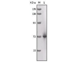 Monoclonal Anti-HRP antibody produced in mouseclone 3A5C6, ascites fluid, buffered aqueous solution