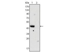 Monoclonal Anti-GATA4 antibody produced in mouseclone 6H10, ascites fluid, buffered aqueous solution