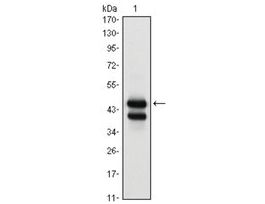 Monoclonal Anti-GATA1 antibody produced in mouseclone 4F5, ascites fluid, buffered aqueous solution