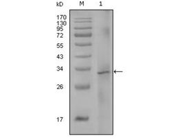 Monoclonal Anti-F8 antibody produced in mouseclone 5E9B2, ascites fluid, buffered aqueous solution