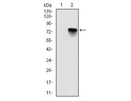 Monoclonal Anti-BMI1 antibody produced in mouseclone 3E3, ascites fluid, buffered aqueous solution