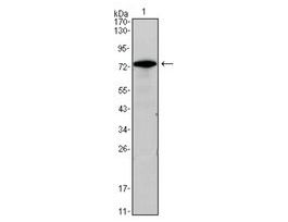 Monoclonal Anti-GATA3 antibody produced in mouseclone 7B5, ascites fluid, buffered aqueous solution
