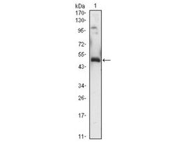 Monoclonal Anti-EGR1 antibody produced in mouseclone 8A6, ascites fluid, buffered aqueous solution