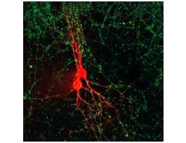 CF(TM) 633 hydrazidesuitable for fluorescence, >=90% (HPLC)