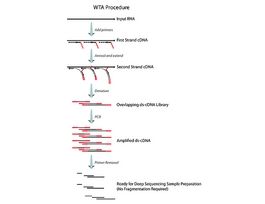 SeqPlex RNA Amplification KitFor use with high throughput sequencing technologies 50RXN