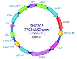 MISSION(R) TRC2 pLKO.5-puro-CMV-TurboGFP(TM) Positive Control Plasmid DNAGreen fluorescent protein marker to monitor transduction efficiency