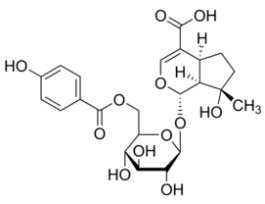 6'-(p-Hydroxybenzoyl)mussaenosidic acid>=95% (LC/MS-ELSD)