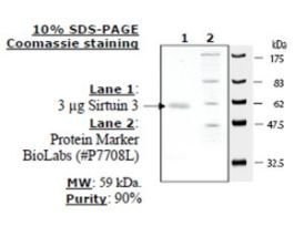 Sirtuin 3 humanrecombinant, expressed in E. coli, >=70% (SDS-PAGE)