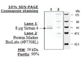 Sirtuin 4 humanrecombinant, expressed in E. coli, >=70% (SDS-PAGE)