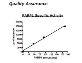 PARP1 Active humanrecombinant, expressed in baculovirus infected insect cells, >=80% (SDS-PAGE)