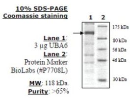 UBA6 (UBE1L2) Active humanrecombinant, expressed in baculovirus infected insect cells, >=70% (SDS-PAGE)