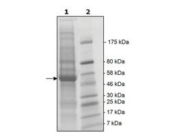 NEK2 active humanrecombinant, expressed in baculovirus infected Sf9 cells, >=65% (SDS-PAGE)