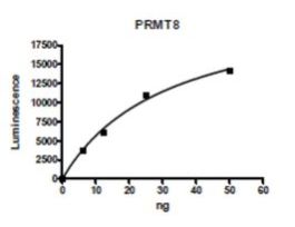 PRMT8 humanrecombinant, expressed in baculovirus infected Sf9 cells, >=90% (SDS-PAGE)