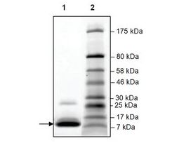 TAF1L (1398-1516) His tag humanrecombinant, expressed in E. coli, >=90% (SDS-PAGE)