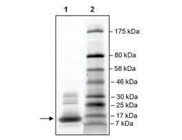 TAF1L (1517-1649) His tag humanrecombinant, expressed in E. coli, >=79% (SDS-PAGE)