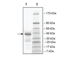 TAF1L (1517-1649) GST tag humanrecombinant, expressed in E. coli, >=89% (SDS-PAGE)