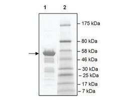 TAF1L (1398-1649) GST tag humanrecombinant, expressed in E. coli, >=80% (SDS-PAGE)