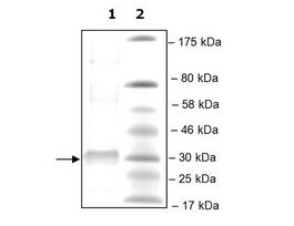 PLA2G12B humanrecombinant, expressed in mammalian cells, >=60% (SDS-PAGE) 10UG